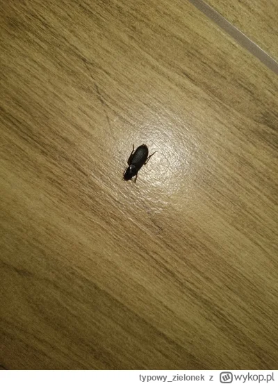 typowy_zielonek