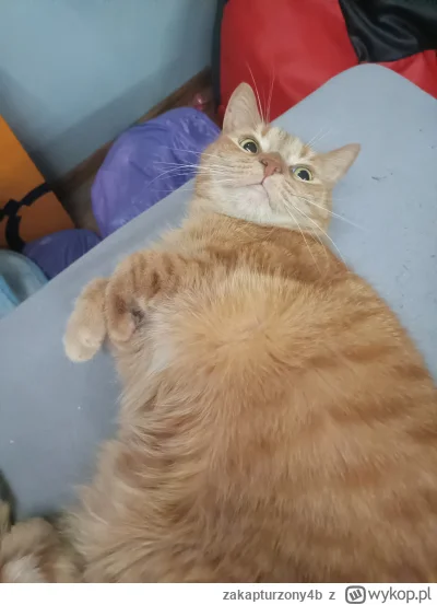 z.....b - #koty #kotki #pokazkota #zwierzaczki rudy