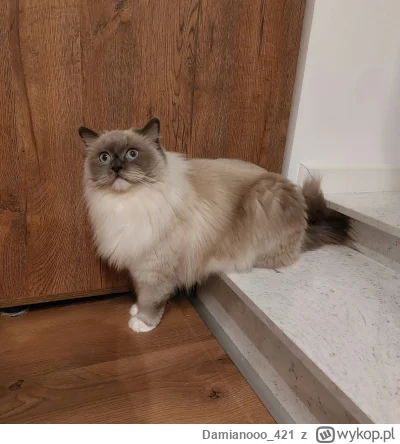 Damianooo_421 - Zagadka: Leonardo stoi, siedzi czy leży?

SPOILER