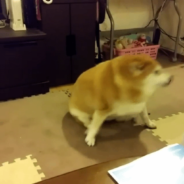 mkorsov - Trwają przygotowania do ataku na poziom 0,3$
#dogecoin #doge #kryptowaluty ...