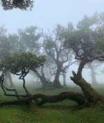 PorkaTurbo - #turboobrazki #portugalia #madera Fanal, położony na północno-zachodnim ...