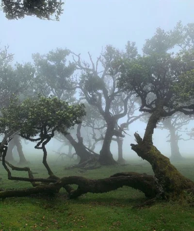 PorkaTurbo - #turboobrazki #portugalia #madera Fanal, położony na północno-zachodnim ...