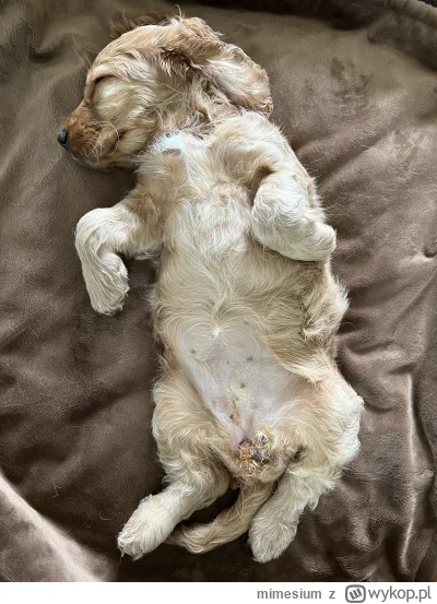 mimesium - @fi9o Pozdro! (⌐ ͡■ ͜ʖ ͡■)