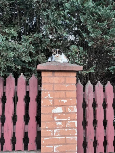 Autohandel_lawety24pl - Nawiedził Cię weekendowy kitku. Zaplusuj go a w poniedziałek ...