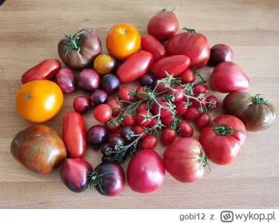 gobi12 - Kibluję w tym tygodniu w mieście i zachciało mi się pomidorów, kupiłem kilka...