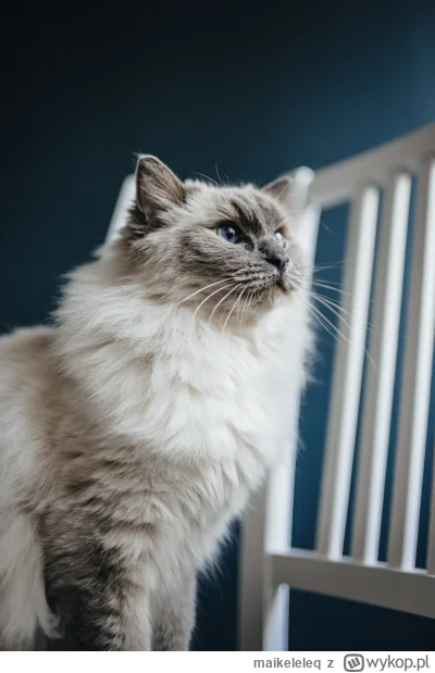 maikeleleq - Popełniłem zdjęcie Delicji, wygląda dostojnie #koty #pokazkota #ragdoll ...
