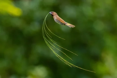 Lifelike - Mniszka muszkatowa (Lonchura punctulata)
Autor: Junchao Yang
#photoexplore...