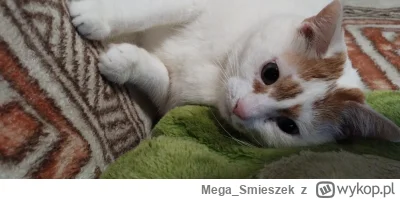 Mega_Smieszek - Żabcia typu kochanego ᶘᵒᴥᵒᶅ

#koty #pokazkota