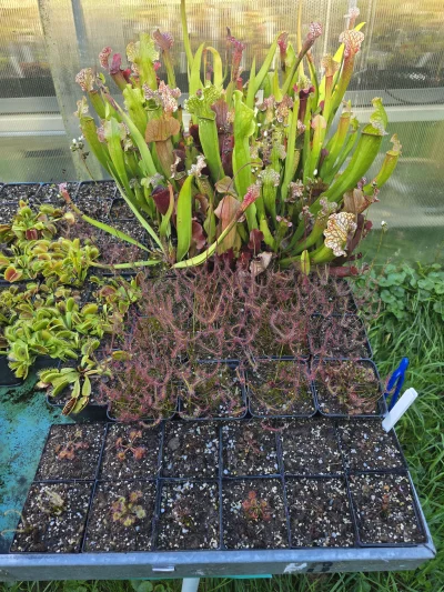 SeveranRO - Kapturnice i rosiczki też nawet nawet :)

#rosliny #roslinyowadozerne #ro...