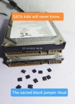 Corvus_Frugilagus - Tzw. Zworki