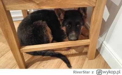 RiverStar - Stała się dopiero co członkiem rodziny :) #pokazpsa #psy #zwierzeta