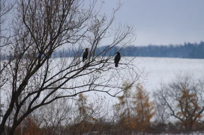 s.....n - Listopad 2023
Kormorany
#ptasiewybryki