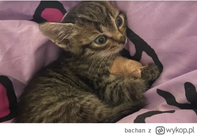 bachan - https://pomagam.pl/agtdfb kot mojej koleżanki jest ciężko chory. Może ktoś t...