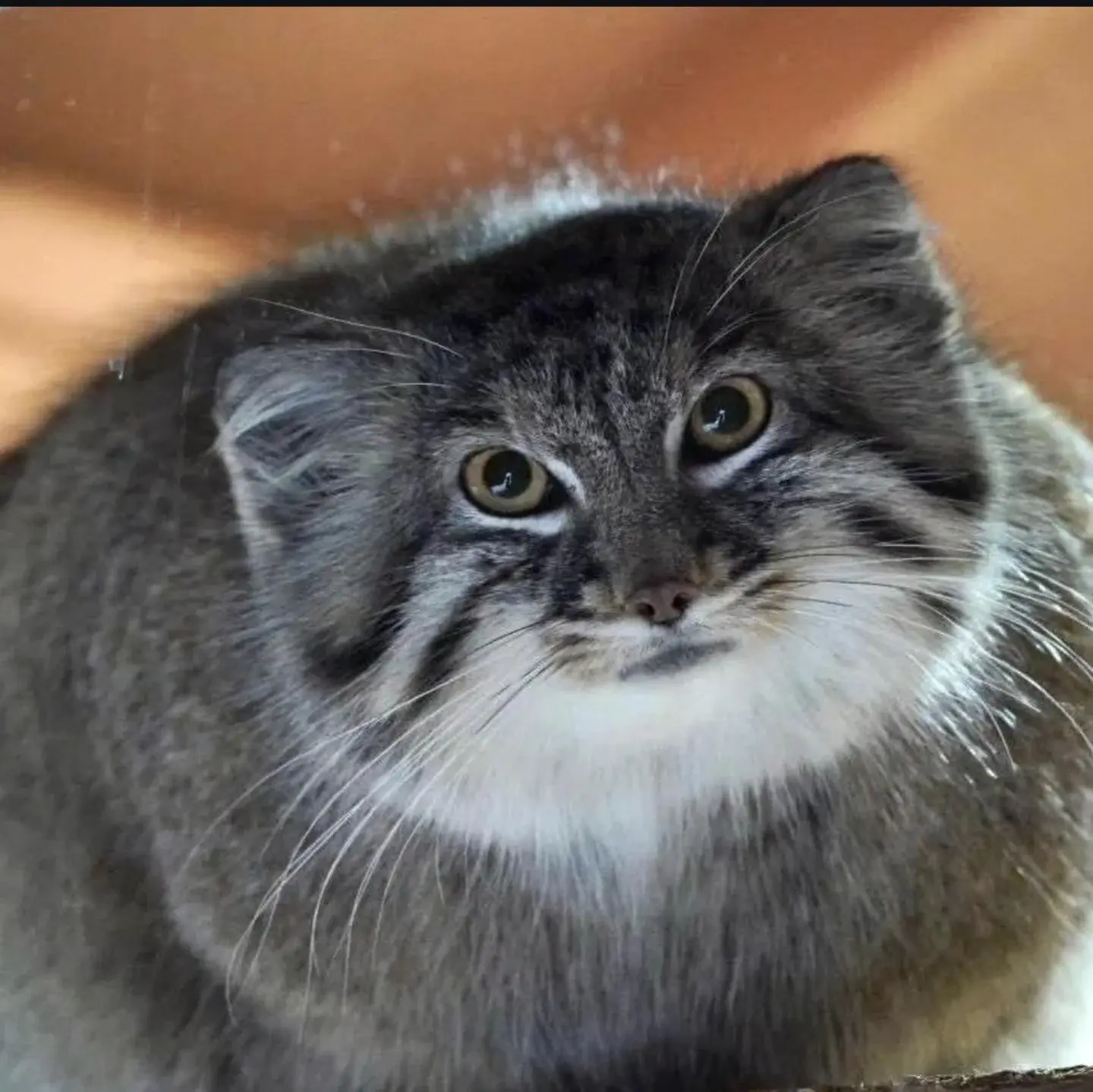 wfyokyga - Popacz mi prosto w oczy i się przyznaj że zjadłeś mój hamborgir