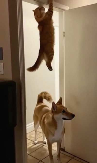 tomwick55 - #koty #psy #zwierzaczki #piesel #kitku #zwierzeta