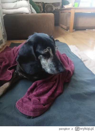 pangkor - #pies #chcesiewyzalic
Mika, pies który zawsze wnosił szczęście i uśmiech do...