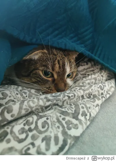 Drmscape2 - Kim jesteśmy? Dokąd zmierzamy?
#pokazkota