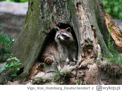 VigoVonHomburg_Deutschendorf - Siedzi w dziupli, to jego dom
#szopeknadzis