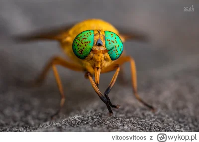 vitoosvitoos - Patrzcie, co mi usiadło na spodniach. To Silvius alpinus, bąk, który j...