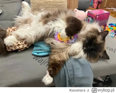 Kasahara - Kitku śpi z jerzykiem

#kitku #koty #ragdoll #pokazkota
