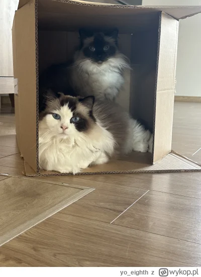 yo_eighth - #koty #pokazkota