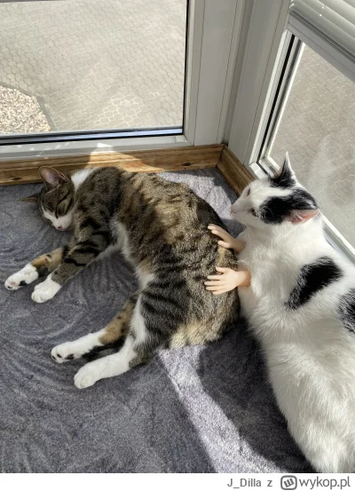 J_Dilla - @wonsz337 ʕ•ᴥ•ʔ