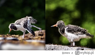 ijones - Pisklęta Ostrygojada - foto własne. 

W tym roku udało mi się znaleźć "gniaz...