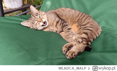 WLADCA_MALP - #zdjeciatarzana #pokazkota