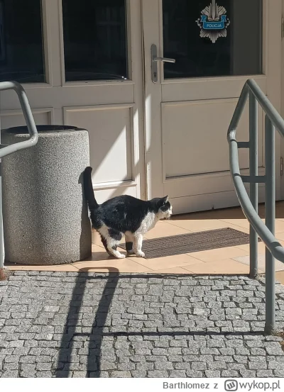 Barthlomez - Kicia wali kloca pod komisariatem #koty #hwdp