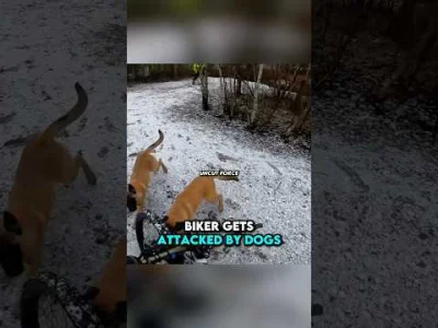 kokot1 - przecież chciały się tylko pobawić
#psiarze