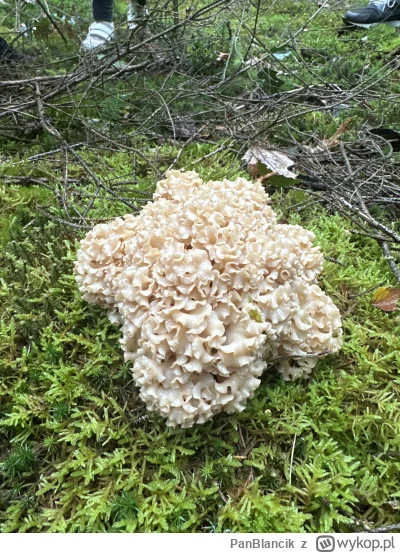 PanBlancik - @KataklizmModeOn: dziękuję ,znaleźliśmy dwie kozie brody