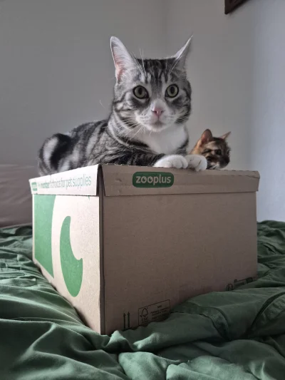 Lujdziarski - #pokazkota #dziarskikacperek Król na zamku