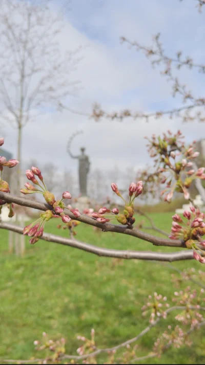 Taktak1 - W Wilnie zakwitła sakura. ( ͡º ͜ʖ͡º)

#Litwa #Wilno #Sakura #Przyroda #YouT...