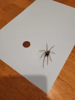 krystiano_ps3 - pajonk przyniósł czynsz za wrzesień