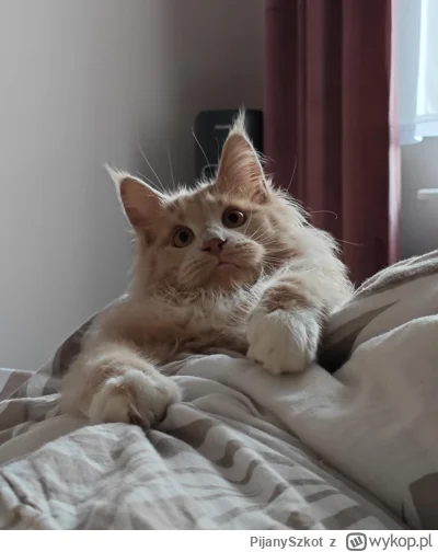 PijanySzkot - @simpiara: