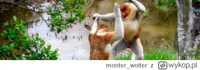 monter_wolter - Future wdc
#f1