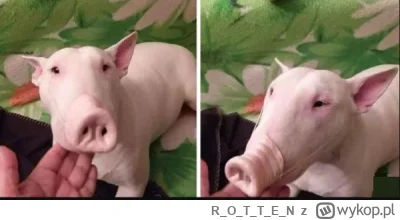 ROTTE_N - #pies #heheszki