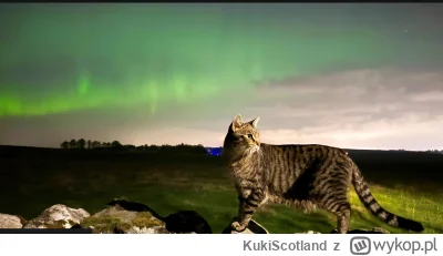 KukiScotland - Nocny Kitku ( ͡º ͜ʖ͡º) #koty #wykop #auroraborealis #zorzapolarna