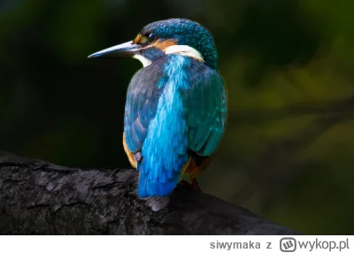 siwymaka - Zimorodek
#ptakiwmoimobiektywie
#ptaki #fotografia #ornitologia