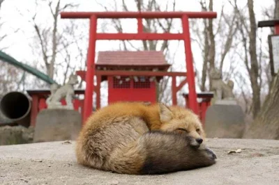 Zarathax - #lisek #zwierzaczki