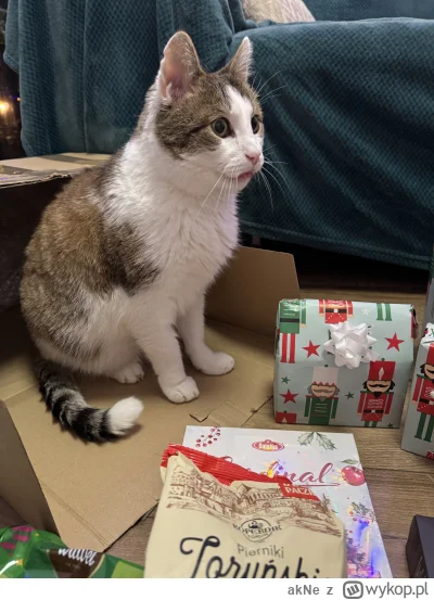 akNe - Jak widać zawartość mojej wykopaki wywarła wrażenie także na Kitku :D

#wykopa...