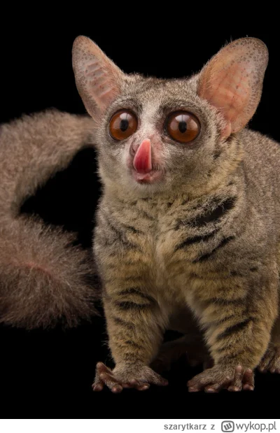 szarytkarz - bushbaby vol 2
#natura