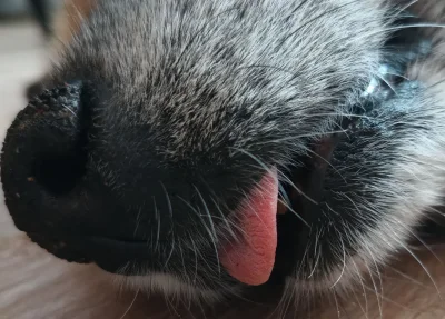 vieniasn - pies już stary zęby wypadli dla jej i się język nie trzyma jak śpi