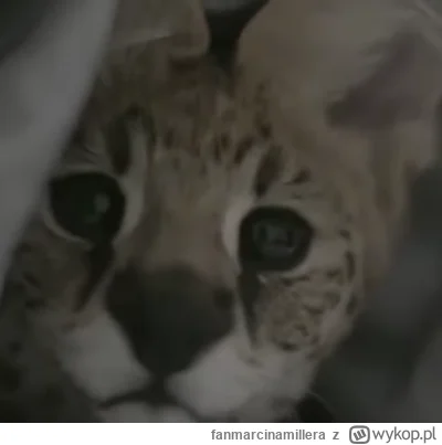 fanmarcinamillera - Nie martw się Wojtek, to nie twoja wina, że byłeś głodny i musiał...