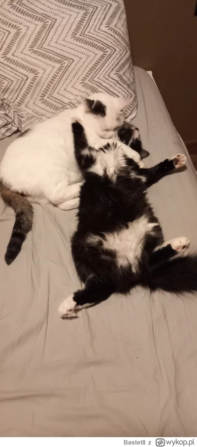 BastetII - #pokazkota #koty #smiesznykotek 

Taka sytuacja dzisiaj w nocy