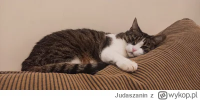 Judaszanin - Na dobranoc 
#pokazkota #koty #smiesznekotki