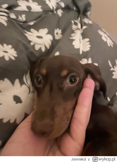 Jamniki2 - @gosciu82