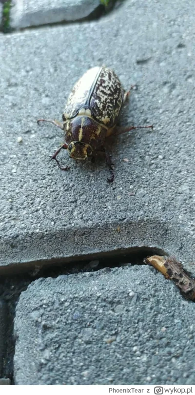 PhoenixTear - @PieknyWojciech: