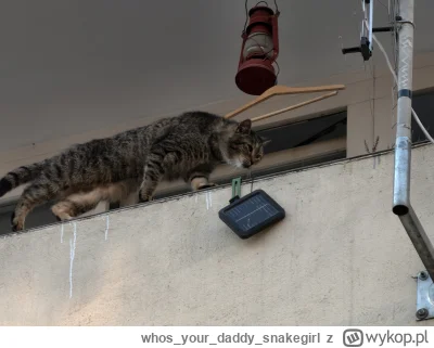 whosyourdaddysnakegirl - @whosyourdaddysnakegirl