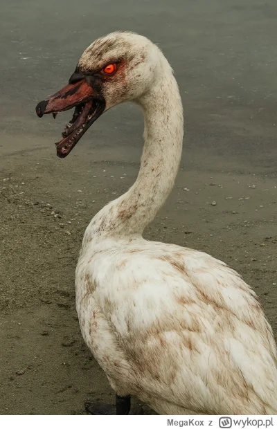 MegaKox - @pogromca_kucy: dobrej nocki mireczku